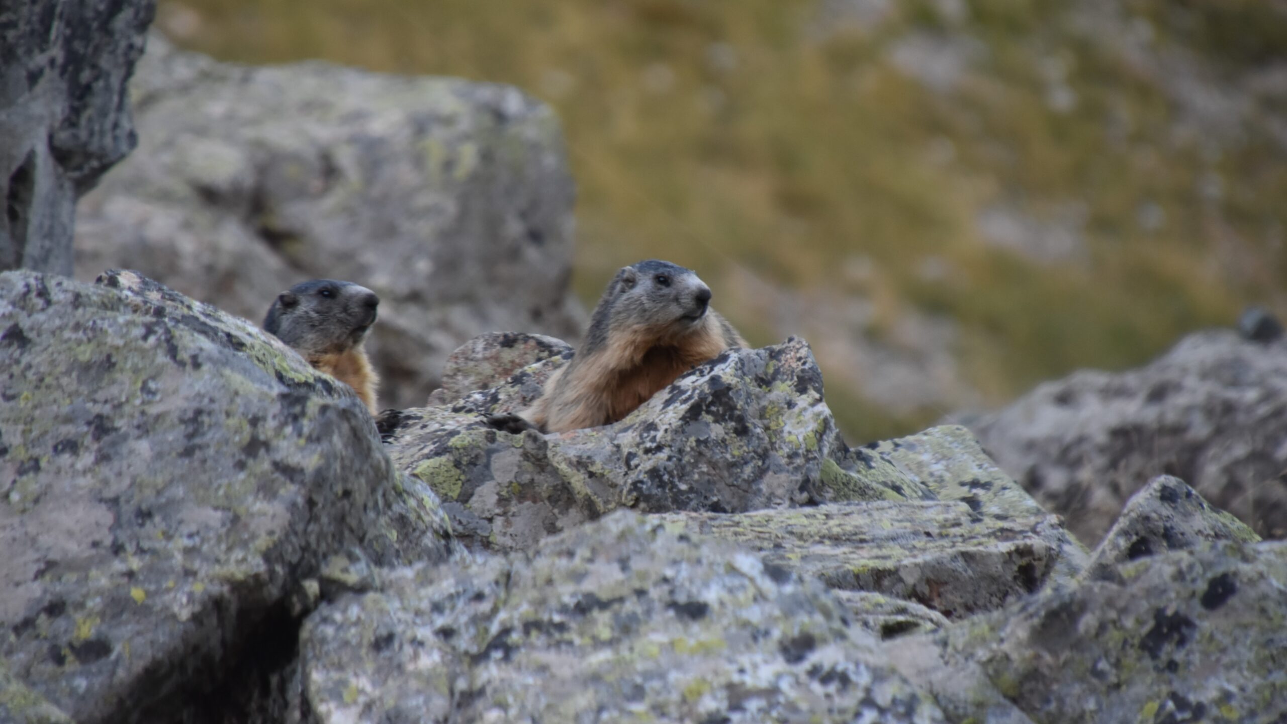 Marmottes